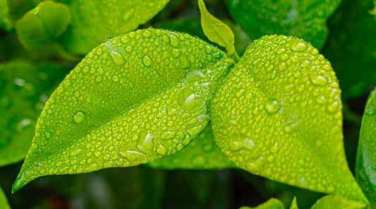 The Environmental Benefits of Using Microfiber Magic