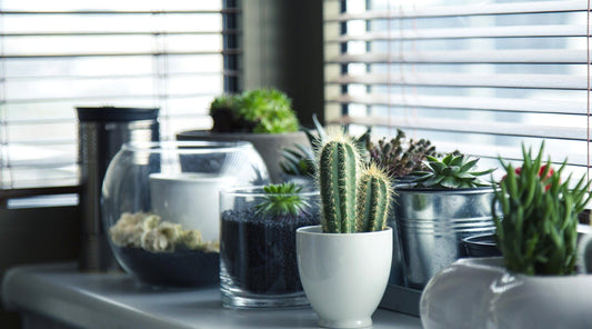 Are Clean Windows Better for Plants?